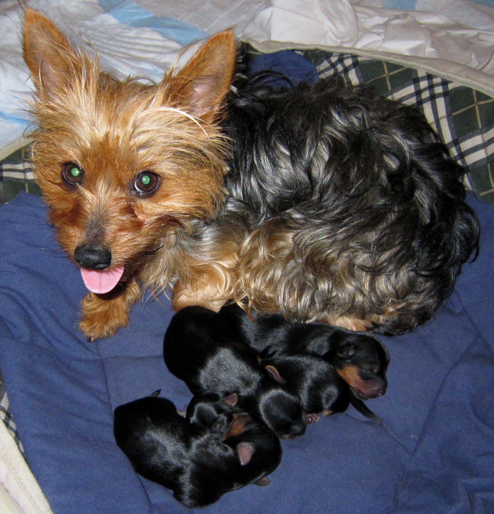How Long Is A Yorkie Pregnant 69
